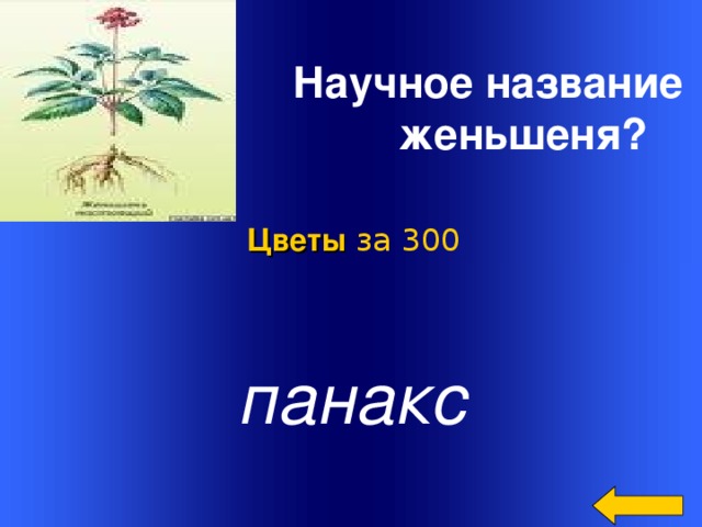 Научное название женьшеня?  Цветы за 300 панакс Welcome to Power Jeopardy   © Don Link, Indian Creek School, 2004 You can easily customize this template to create your own Jeopardy game. Simply follow the step-by-step instructions that appear on Slides 1-3. 2