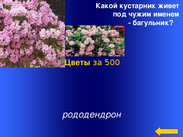 Какой кустарник живет под чужим именем - багульник?  Цветы за 500 Welcome to Power Jeopardy   © Don Link, Indian Creek School, 2004 You can easily customize this template to create your own Jeopardy game. Simply follow the step-by-step instructions that appear on Slides 1-3. рододендрон 2