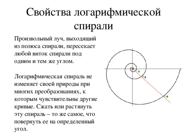 Свойства логарифмической спирали  Произвольный луч, выходящий из полюса спирали, пересекает любой виток спирали под одним и тем же углом.  Логарифмическая спираль не изменяет своей природы при многих преобразованиях, к которым чувствительны другие кривые. Сжать или растянуть эту спираль – то же самое, что повернуть ее на определенный угол.