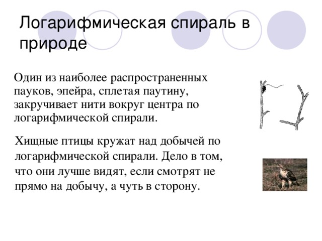 Один из наиболее распространенных пауков, эпейра, сплетая паутину, закручивает нити вокруг центра по логарифмической спирали. Хищные птицы кружат над добычей по логарифмической спирали. Дело в том, что они лучше видят, если смотрят не прямо на добычу, а чуть в сторону.