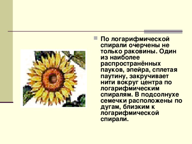 По логарифмической спирали очерчены не только раковины. Один из наиболее распространённых пауков, эпейра, сплетая паутину, закручивает нити вокруг центра по логарифмическим спиралям. В подсолнухе семечки расположены по дугам, близким к логарифмической спирали.