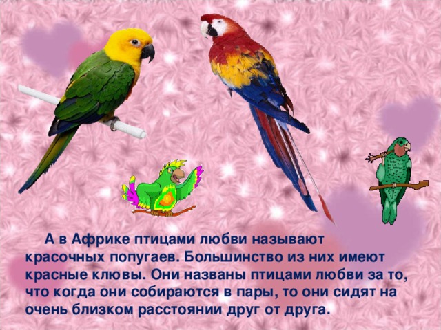 А в Африке птицами любви называют красочных попугаев. Большинство из них имеют красные клювы. Они названы птицами любви за то, что когда они собираются в пары, то они сидят на очень близком расстоянии друг от друга.