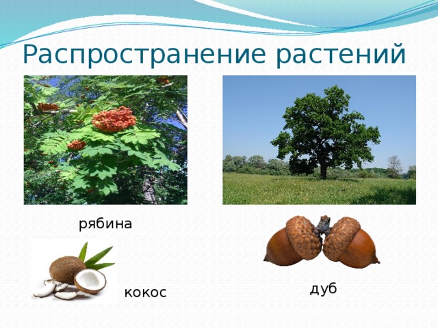 Распространение растений рябина дуб  кокос