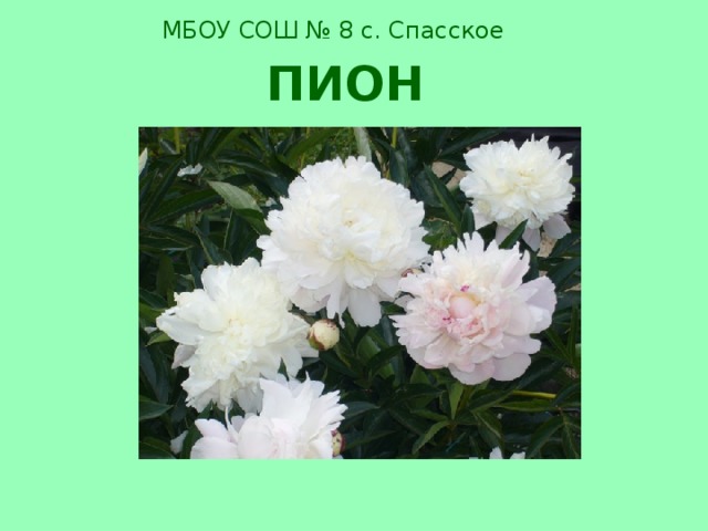 МБОУ СОШ № 8 с. Спасское ПИОН