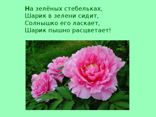 Н а зелёных стебельках, Шарик в зелени сидит, Солнышко его ласкает, Шарик пышно расцветает!