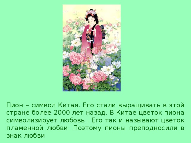 Пион – символ Китая. Его стали выращивать в этой стране более 2000 лет назад. В Китае цветок пиона символизирует любовь . Его так и называют цветок пламенной любви. Поэтому пионы преподносили в знак любви