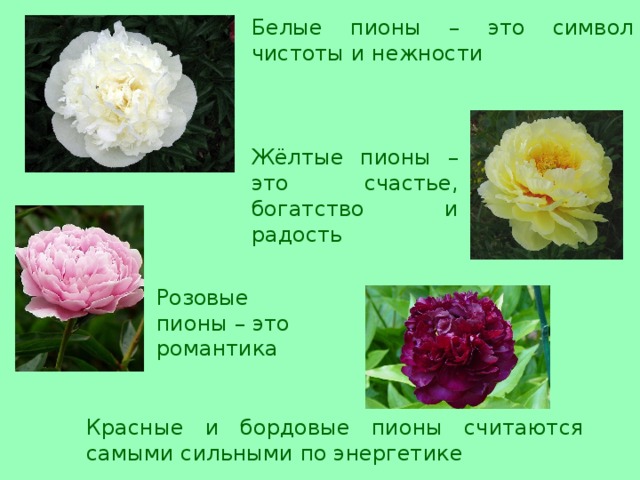 Белые пионы – это символ чистоты и нежности Жёлтые пионы – это счастье, богатство и радость Розовые пионы – это романтика Красные и бордовые пионы считаются самыми сильными по энергетике