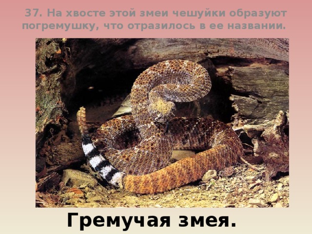 37. На хвосте этой змеи чешуйки образуют погремушку, что отразилось в ее названии.  Гремучая змея.