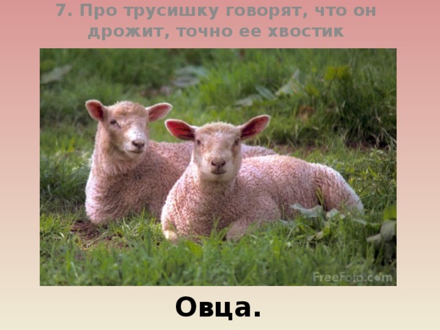 7. Про трусишку говорят, что он дрожит, точно ее хвостик Овца.