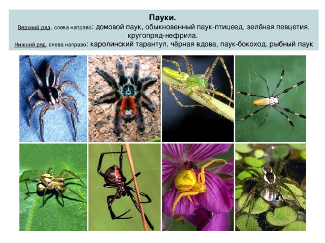 Пауки.   Верхний ряд , слева направо : домовой паук, обыкновенный паук-птицеед, зелёная певцетия, кругопряд-нефрила.  Нижний ряд , слева направо : каролинский тарантул, чёрная вдова, паук-бокоход, рыбный паук