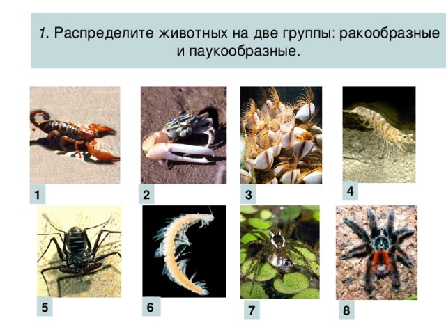 1. Распределите животных на две группы: ракообразные и паукообразные. 4 1 3 2 5 6 7 8
