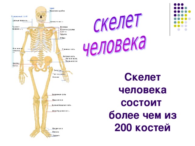 Скелет человека состоит  более чем из  200 костей