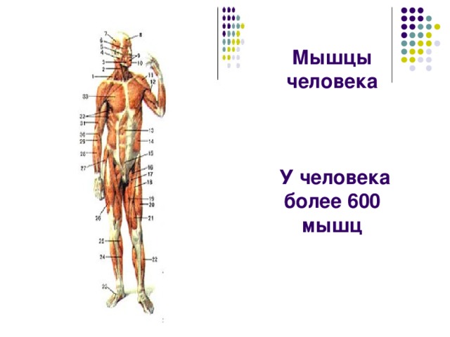 Мышцы человека     У человека более 600 мышц