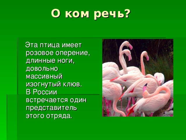 О ком речь?  Эта птица имеет розовое оперение, длинные ноги, довольно массивный изогнутый клюв. В России встречается один представитель этого отряда.