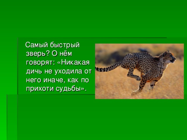 Самый быстрый зверь? О нём говорят: «Никакая дичь не уходила от него иначе, как по прихоти судьбы».