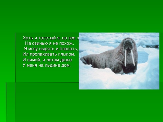 Хоть и толстый я, но все ж На свинью я не похож. Я могу нырять и плавать, Ил пропахивать клыком. И зимой, и летом даже У меня на льдине дом.