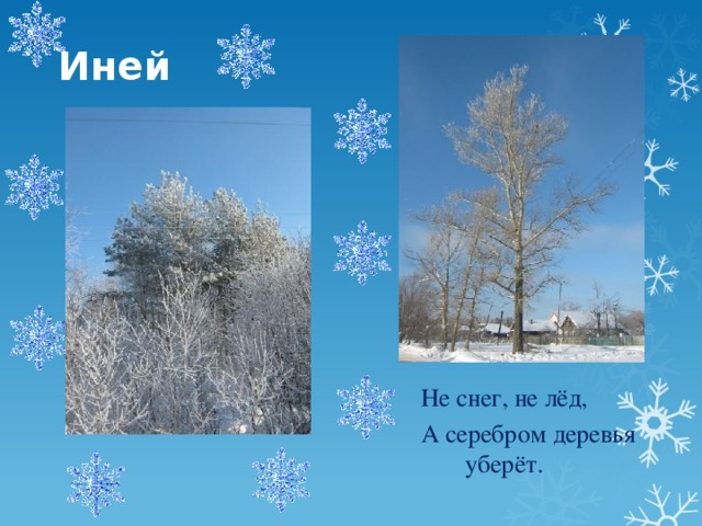 Иней Не снег, не лёд, А серебром деревья уберёт.