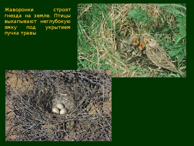 Жаворонки строят гнезда на земле. Птицы выкапывают неглубокую ямку под укрытием пучка травы