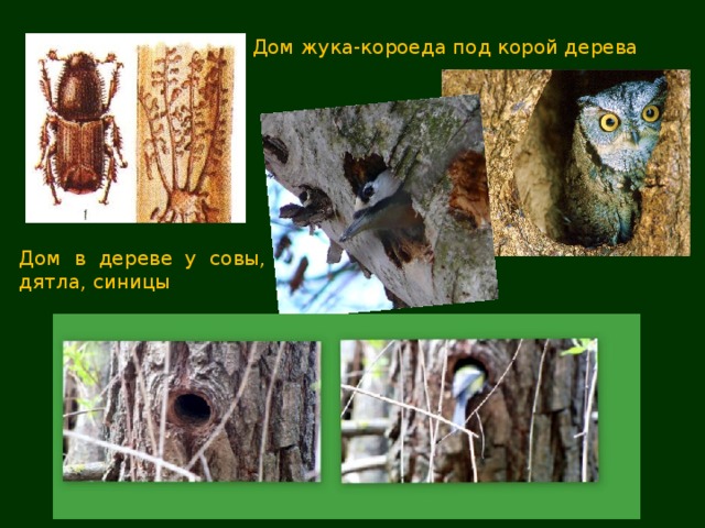 Дом жука-короеда под корой дерева Дом в дереве у совы, дятла, синицы