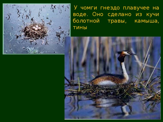   У чомги гнездо плавучее на воде. Оно сделано из кучи болотной травы, камыша, тины