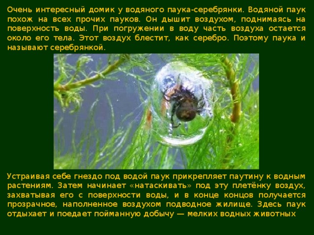 Очень интересный домик у водяного паука-серебрянки. Водяной паук похож на всех прочих пауков. Он дышит воздухом, поднимаясь на поверхность воды. При погружении в воду часть воздуха остается около его тела. Этот воздух блестит, как серебро. Поэтому паука и называют серебрянкой. Устраивая себе гнездо под водой паук прикрепляет паутину к водным растениям. Затем начинает «натаскивать» под эту плетёнку воздух, захватывая его с поверхности воды, и в конце концов получается прозрачное, наполненное воздухом подводное жилище. Здесь паук отдыхает и поедает пойманную добычу — мелких водных животных