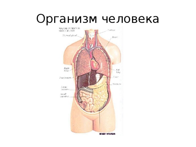 Расположение органов у человека фото с описанием
