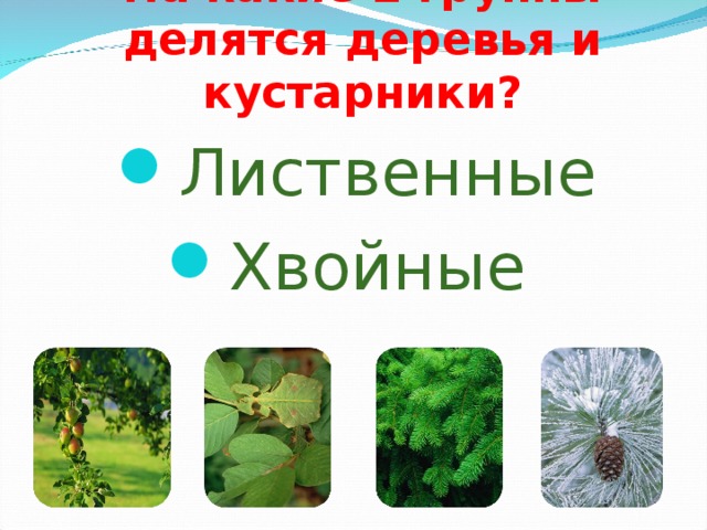 На какие 2 группы делятся деревья и кустарники?