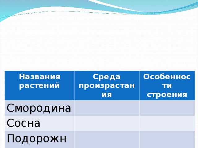 Названия растений Смородина Среда произрастания Особенности строения Сосна Подорожник