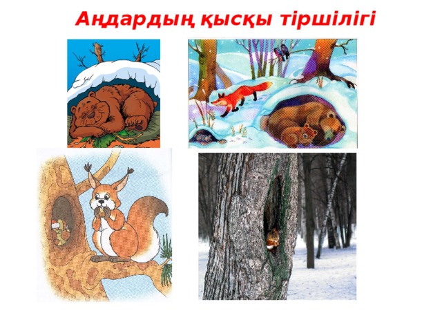 Аңдардың қысқы тіршілігі