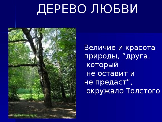 ДЕРЕВО ЛЮБВИ Величие и красота природы, “друга,  который  не оставит и не предаст”,  окружало Толстого