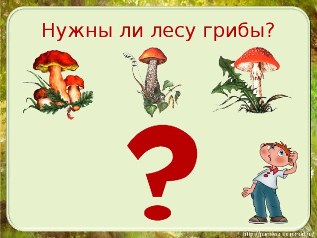 Нужны ли лесу грибы?