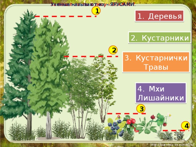 Ученые называют их – ЯРУСАМИ. Замечал ли ты в лесу «ЭТАЖИ»? 1 Деревья Кустарники 2 Кустарнички Травы Мхи Лишайники 3 4