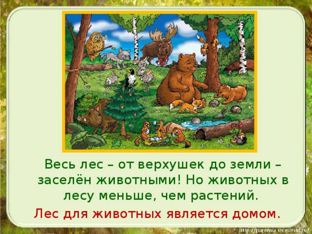 Весь лес – от верхушек до земли – заселён животными! Но животных в лесу меньше, чем растений. Лес для животных является домом.