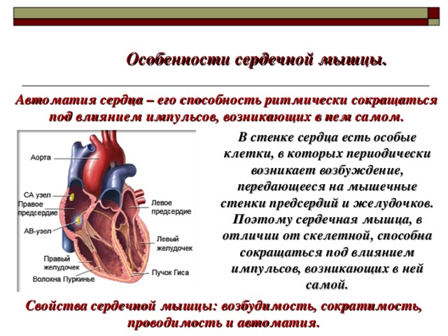 Особенности сердечной мышцы. Автоматия сердца – его способность ритмически сокращаться под влиянием импульсов, возникающих в нем самом. В стенке сердца есть особые клетки, в которых периодически возникает возбуждение, передающееся на мышечные стенки предсердий и желудочков. Поэтому сердечная мышца, в отличии от скелетной, способна сокращаться под влиянием импульсов, возникающих в ней самой. Свойства сердечной мышцы: возбудимость, сократимость, проводимость и автоматия.