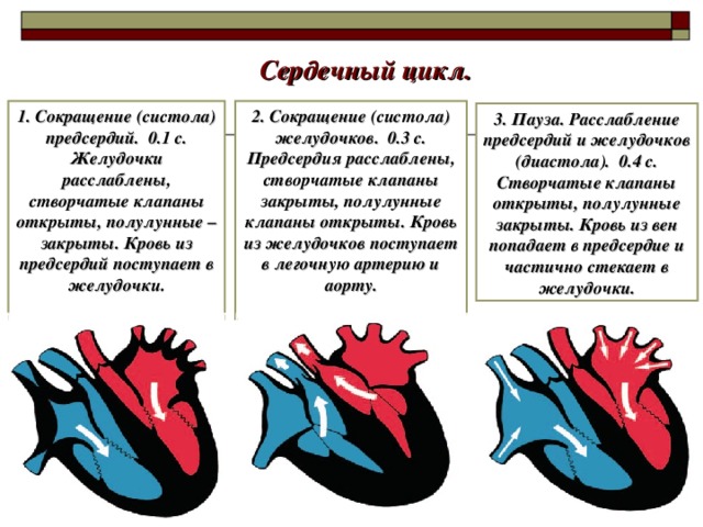 Сердечный цикл. 1. Сокращение (систола) предсердий. 0.1 с. Желудочки расслаблены, створчатые клапаны открыты, полулунные – закрыты. Кровь из предсердий поступает в желудочки.  2. Сокращение (систола) желудочков. 0.3 с. Предсердия расслаблены, створчатые клапаны закрыты, полулунные клапаны открыты. Кровь из желудочков поступает в легочную артерию и аорту.  3. Пауза. Расслабление предсердий и желудочков (диастола). 0.4 с. Створчатые клапаны открыты, полулунные закрыты. Кровь из вен попадает в предсердие и частично стекает в желудочки.