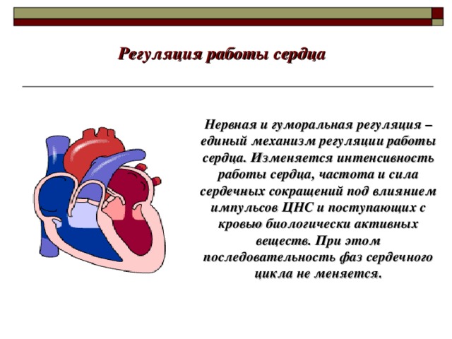 Регуляция работы сердца Нервная и гуморальная регуляция – единый механизм регуляции работы сердца. Изменяется интенсивность работы сердца, частота и сила сердечных сокращений под влиянием импульсов ЦНС и поступающих с кровью биологически активных веществ. При этом последовательность фаз сердечного цикла не меняется. 22