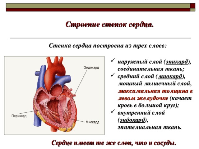 Строение стенок сердца. Стенка сердца построена из трех слоев: наружный слой ( эпикард ), соединительная ткань; средний слой ( миокард ), мощный мышечный слой, максимальная толщина в левом желудочке (качает кровь в большой круг); внутренний слой ( эндокард ), эпителиальная ткань. Сердце имеет те же слои, что и сосуды.