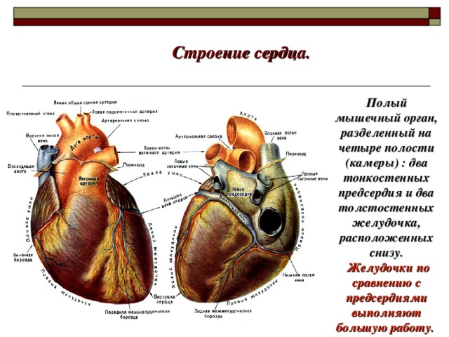 Строение сердца. Полый мышечный орган, разделенный на четыре полости (камеры) : два тонкостенных предсердия и два толстостенных желудочка, расположенных снизу.  Желудочки по сравнению с предсердиями выполняют большую работу.