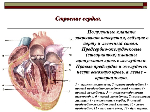 Строение сердца. Полулунные клапаны закрывают отверстия, ведущие в аорту и легочный ствол. Предсердно-желудочковые (створчатые) клапаны пропускают кровь в желудочки. Правые предсердие и желудочек несут венозную кровь, а левые – артериальную. 1 - верхняя полая вена ; 2 -правое предсердие ; 3 - правый предсердно-желудочковый клапан ; 4 - правый желудочек ; 5 — межжелудочковая перегородка ; 6 - левый желудочек ; 7 - сосочковые мышцы ; 8 - сухожильные хорды ; 9 - левый предсердно-желудочковый клапан ; 10 - левое предсердие ; 11 - легочные вены ; 12 - дуга аорты.