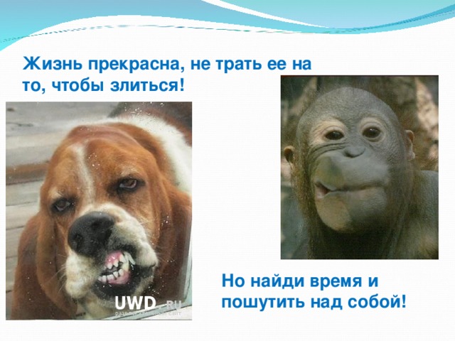 Жизнь прекрасна, не трать ее на то, чтобы злиться! Но найди время и пошутить над собой!