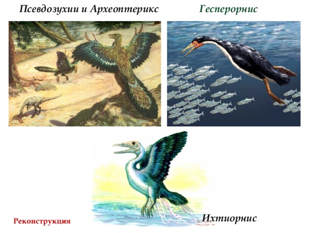 Псевдозухии и Археоптерикс Гесперорнис Ихтиорнис Реконструкция