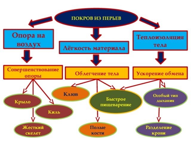 ПОКРОВ ИЗ ПЕРЬЕВ Опора на воздух Теплоизоляция тела Лёгкость материала Совершенствование опоры Облегчение тела Ускорение обмена Клюв Особый тип дыхания Быстрое пищеварение Крыло Киль Полые кости Жесткий скелет Разделение крови