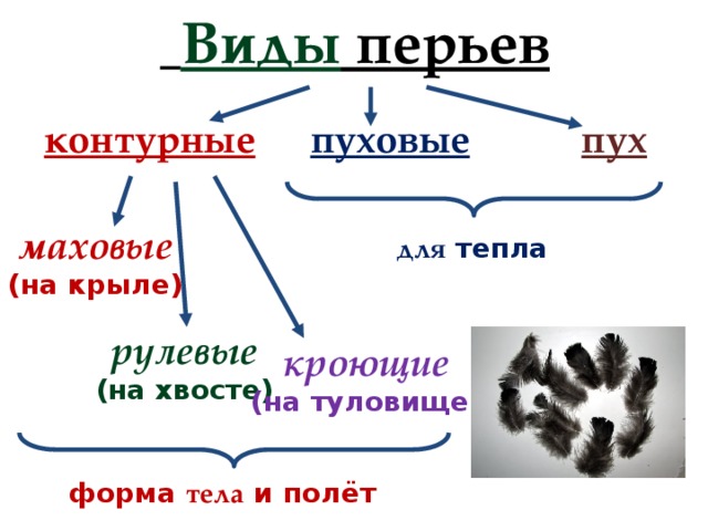 Типы пера у птиц. Виды перьев. Строение и виды перьев. Типы контурных перьев. Рулевые маховые пуховые контурные перья.