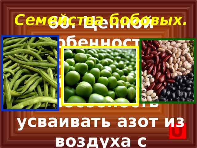 Семейства бобовых. 60. Ценной особенностью растений этого семейства является способность усваивать азот из воздуха с помощью клубеньковых бактерий.