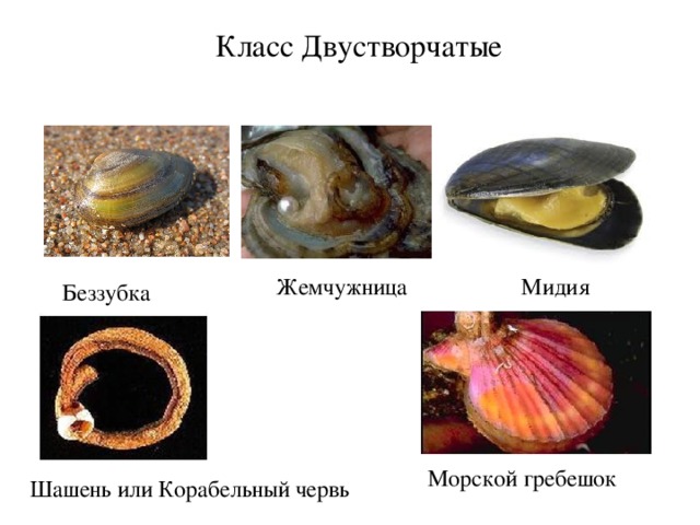 Класс Двустворчатые Жемчужница Мидия Беззубка Морской гребешок Шашень или Корабельный червь
