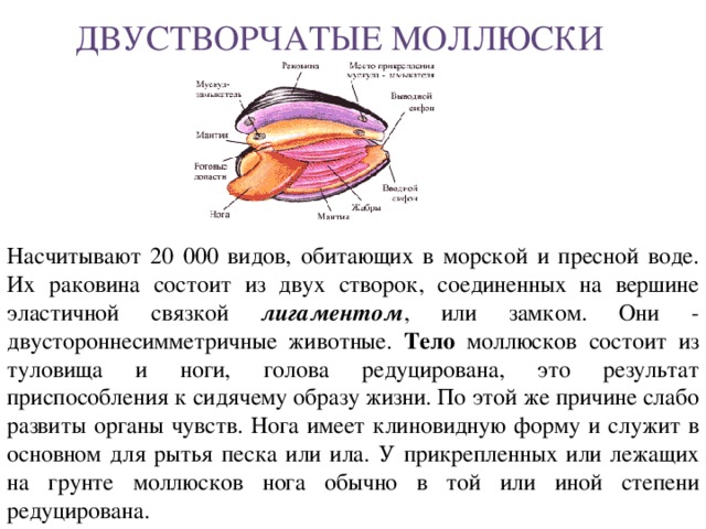 Двустворчатые моллюски Насчитывают 20 000 видов, обитающих в морской и пресной воде. Их раковина состоит из двух створок, соединенных на вершине эластичной связкой лигаментом , или замком. Они - двустороннесимметричные животные. Тело моллюсков состоит из туловища и ноги, голова редуцирована, это результат приспособления к сидячему образу жизни. По этой же причине слабо развиты органы чувств. Нога имеет клиновидную форму и служит в основном для рытья песка или ила. У прикрепленных или лежащих на грунте моллюсков нога обычно в той или иной степени редуцирована.