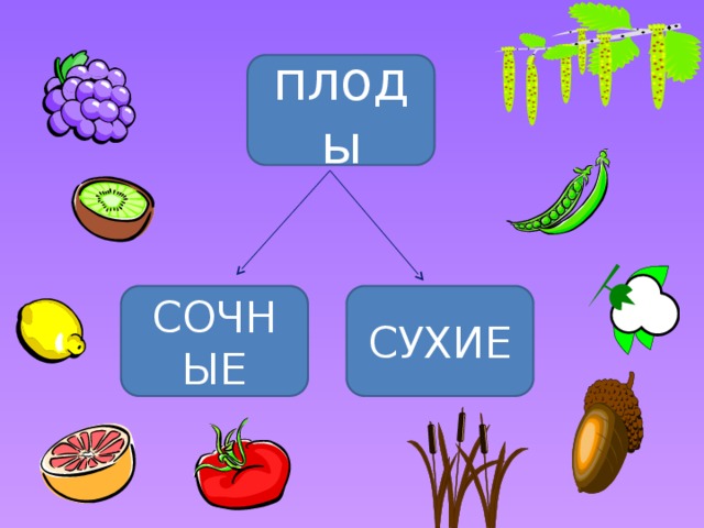 Плод 5 букв