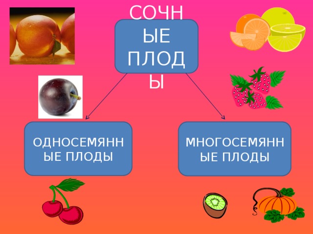 СОЧНЫЕ ПЛОДЫ ОДНОСЕМЯННЫЕ ПЛОДЫ МНОГОСЕМЯННЫЕ ПЛОДЫ