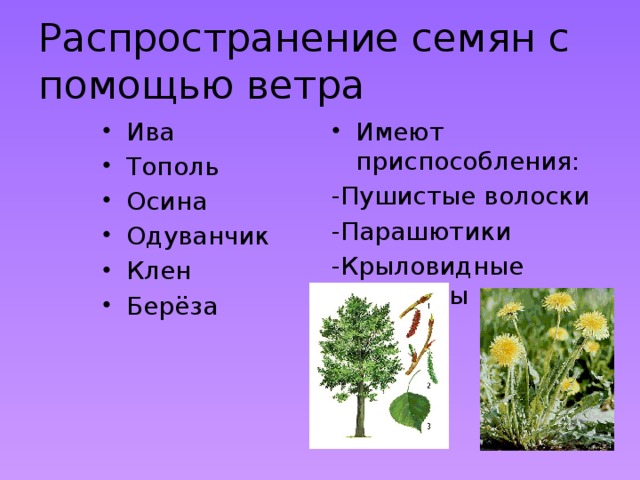 Распространение семян с помощью ветра Ива Тополь Осина Одуванчик Клен Берёза Имеют приспособления: -Пушистые волоски -Парашютики -Крыловидные выросты