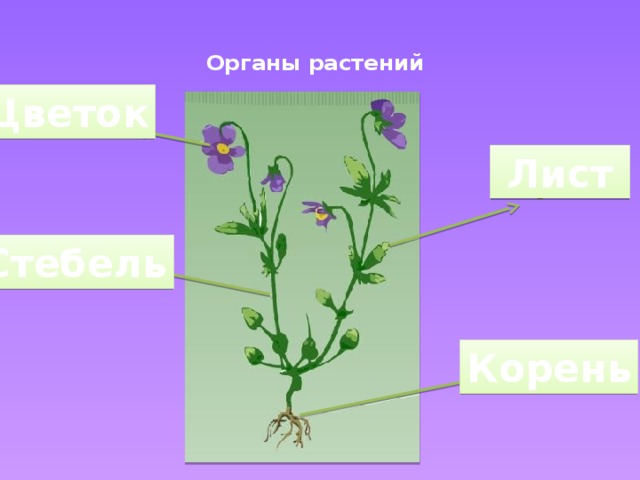 Органы растений    Цветок ? Лист ? Стебель ? Корень ?